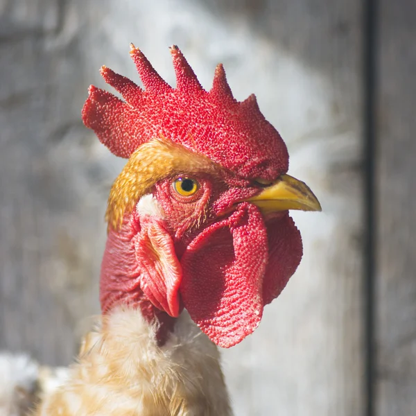 Portrait about rooster — Stock Photo, Image