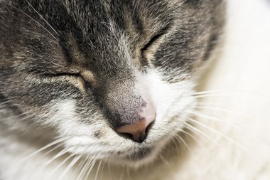 Uyuyan tekir kedi