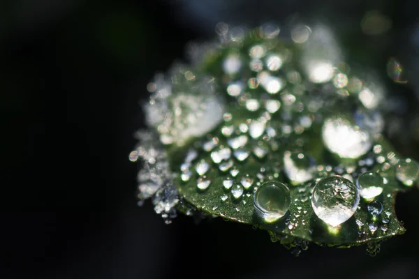 Gouttes d'eau sur la feuille — Photo