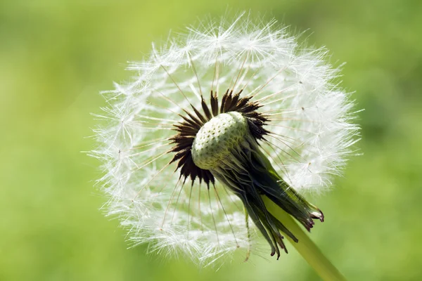 Dandelion on green background — Stock Photo, Image