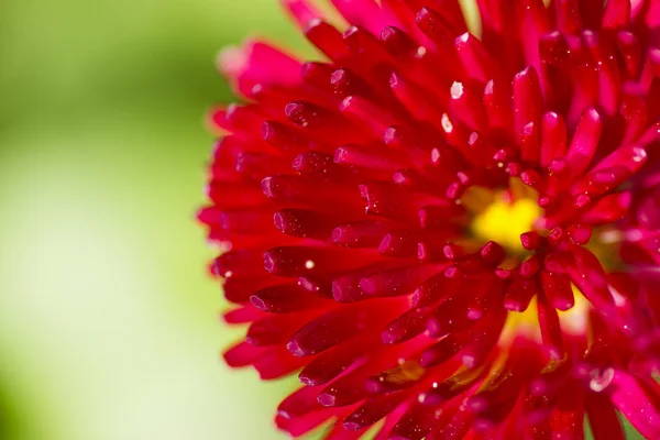Piros tavaszi virág — Stock Fotó