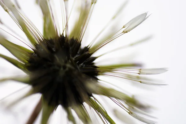 Dandelion after rain — Stock Photo, Image