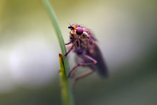 Insekt auf Gras — Stockfoto