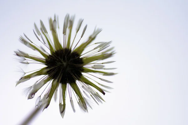 Wet dandelion after rain — Stock Photo, Image