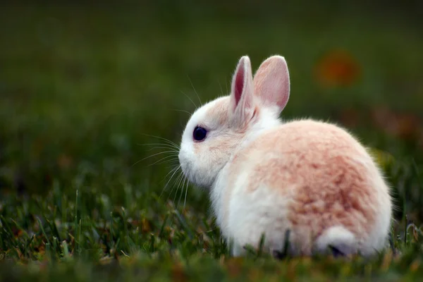 Kleine konijntje in gras — Stockfoto
