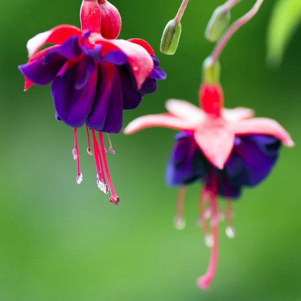 Flor roja púrpura — Foto de Stock