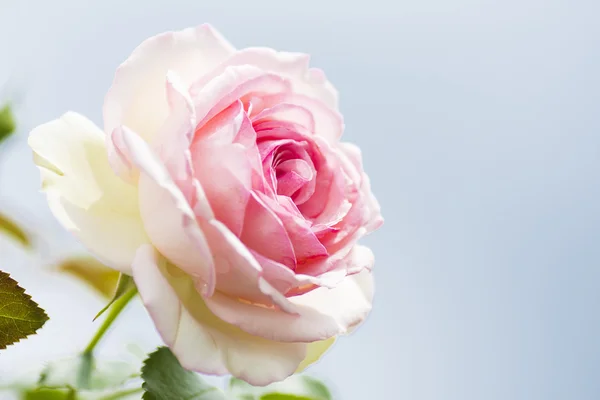 Weiß rosa Rose — Stockfoto