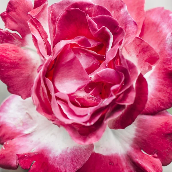 Rosa rosa blanca —  Fotos de Stock