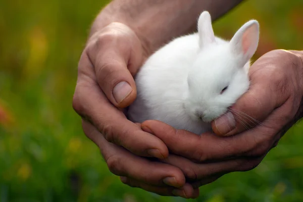 Кролик спить у чоловічих руках — стокове фото
