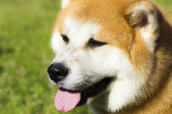 Retrato de cão akita — Fotografia de Stock