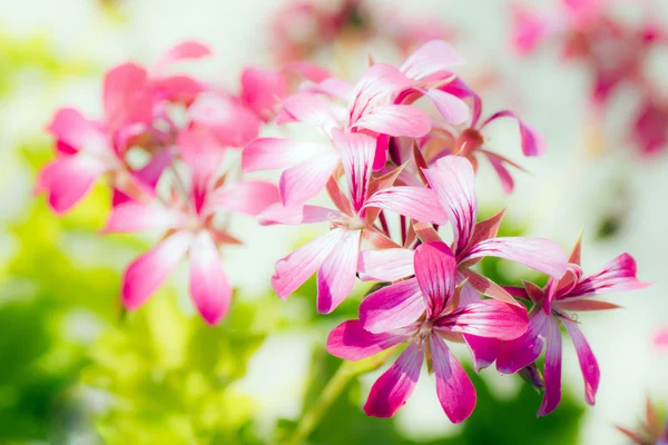 Flores pequeñas rosadas — Foto de Stock