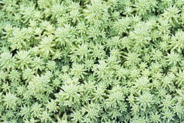 bitki doku arka plan