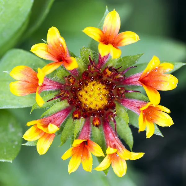 Nádherný barevný květ — Stock fotografie