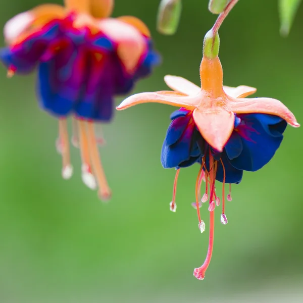 Flor naranja azul — Foto de Stock