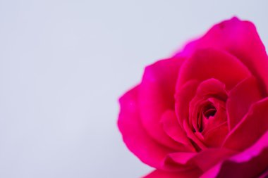 Mavi arkaplanda pembe gül