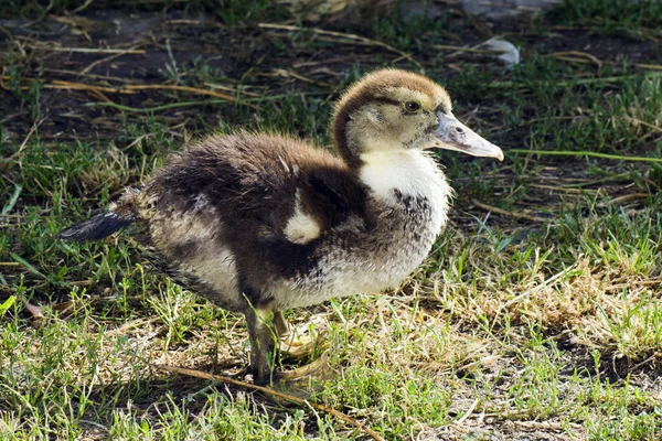 Jeune canard dans l'herbe — Photo