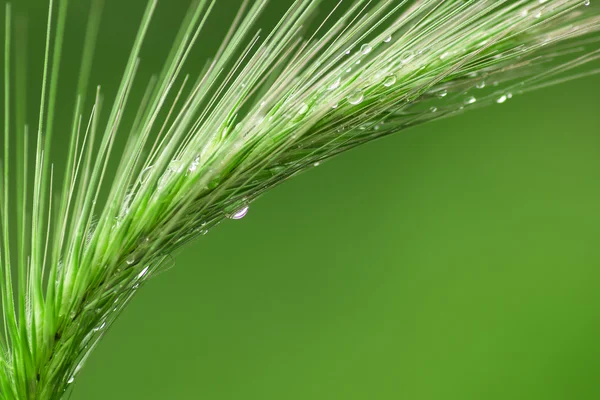 Planta sobre fondo verde — Foto de Stock