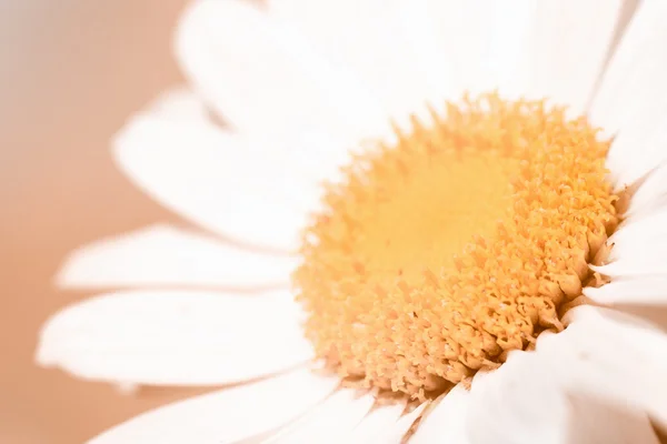 Flor blanca sobre fondo naranja —  Fotos de Stock