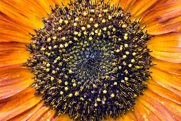 Middle of sunflower — Stock Photo, Image