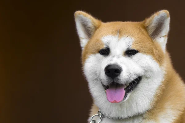 Akita hund porträtt — Stockfoto