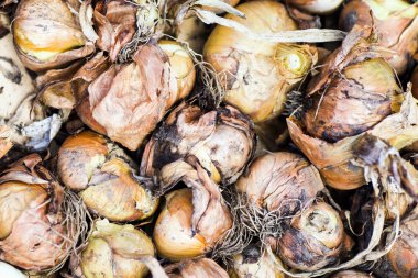 soğan doku arka plan