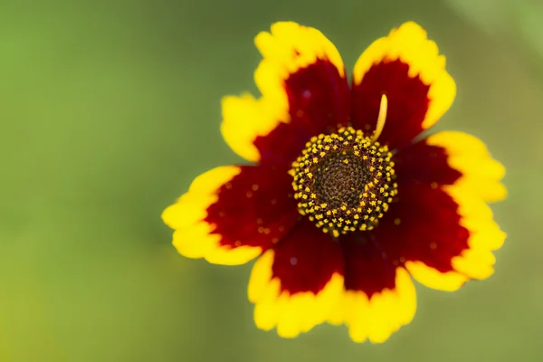 Flower on green background — Stock Photo, Image