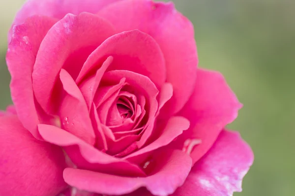 Rosa rosa sobre fondo verde —  Fotos de Stock
