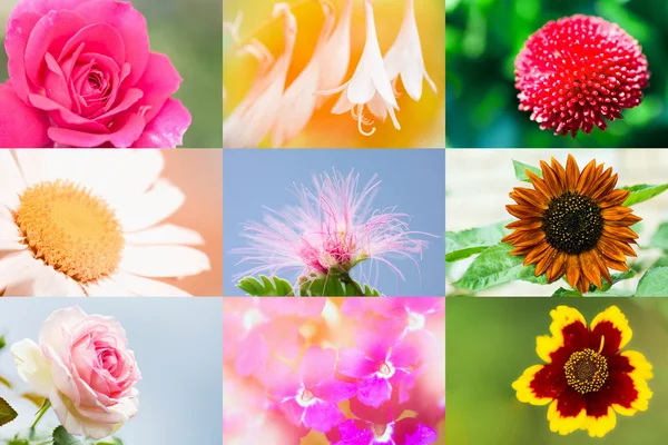 Hermosa colección de flores —  Fotos de Stock
