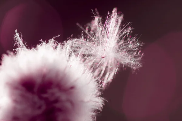 Белый цветок чертополоха — стоковое фото