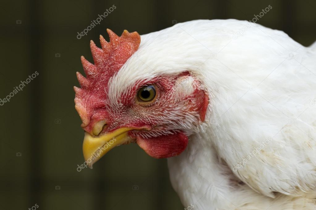 white hen portrait