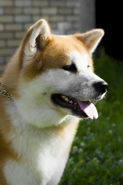 Retrato de perro akita —  Fotos de Stock