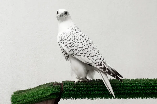 Gyrfalcon Maculato Falco Bianco Rapace Sfondo Bianco — Foto Stock