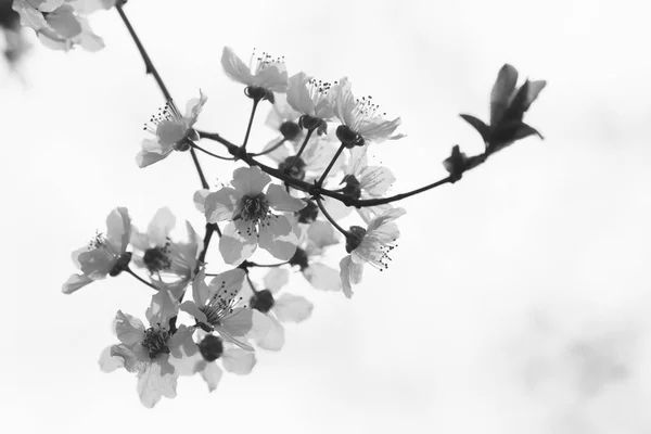 Black White Photo Branch White Spring Flowers White Background — Stock Photo, Image