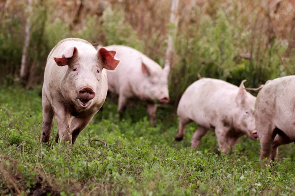 Cerdos Sobre Hierba Granja Cerdos Natural Concepto Cría Cerdos Orgánicos —  Fotos de Stock