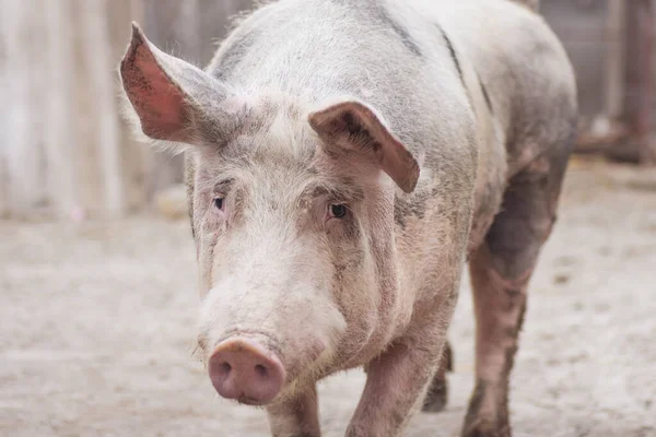 Portrait Animal Ferme Gros Porcs Domestiques — Photo