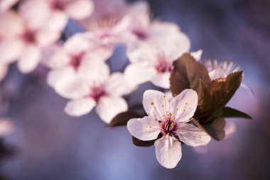Ağaçtaki dalda güzel bahar çiçekleri, yakın plan..