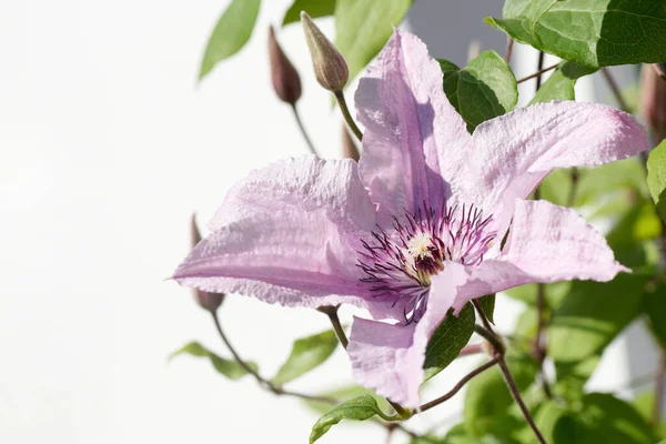 白い背景に大きな花弁を持つ美しいピンクの花 — ストック写真