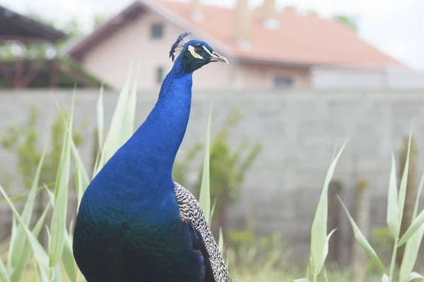 Ritratto Animale Uccello Pavone Maschio Blu Giardino — Foto Stock
