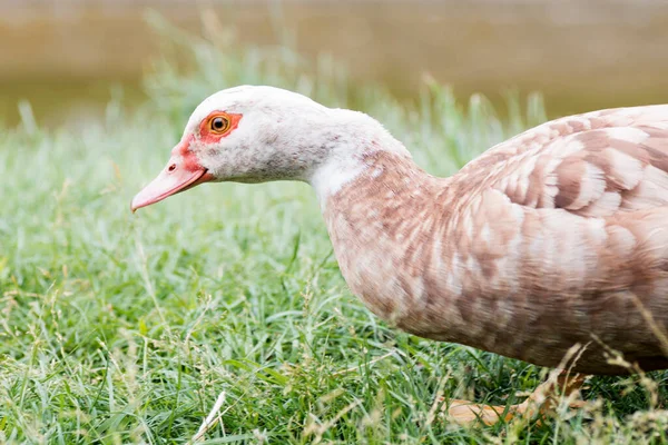 Vista Laterale Ritratto Animale Uccello Anatra Marrone Con Collo Bianco — Foto Stock