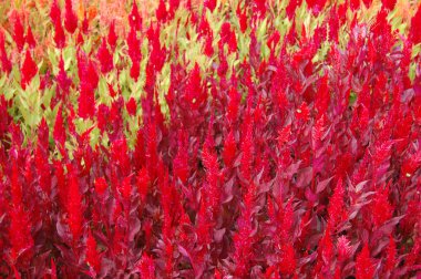 kırmızı çiçekler