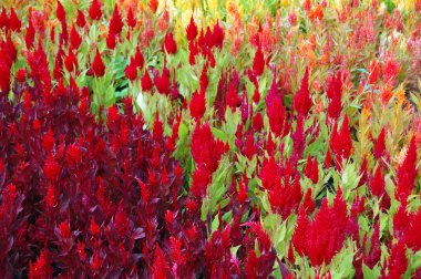 kırmızı çiçekler