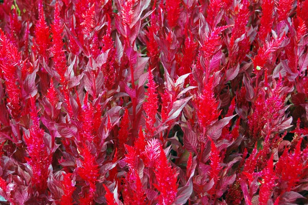 Röda blommor — Stockfoto