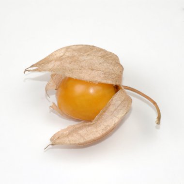 Physalis