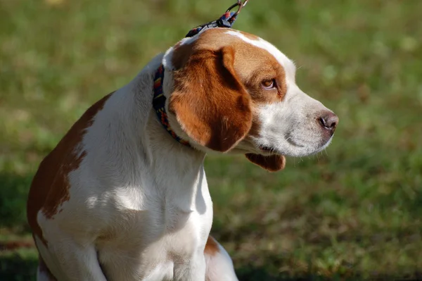 Hunden — Stockfoto