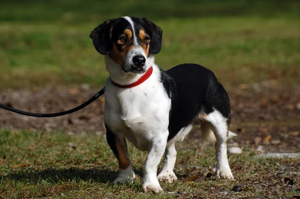 Hunden — Stockfoto