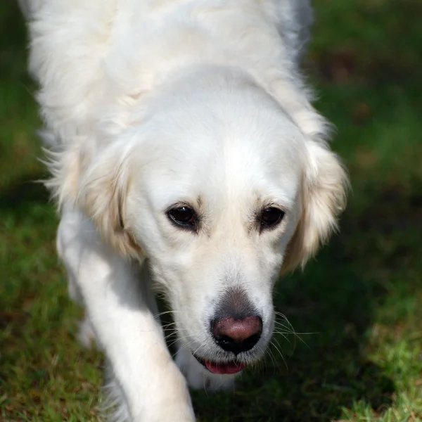 O cão — Fotografia de Stock