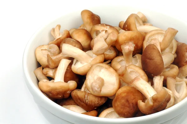 Cogumelo shiitake — Fotografia de Stock