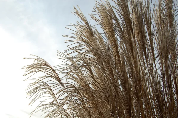 Riet — Stockfoto