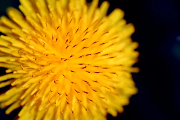 Dandelion — Stock Photo, Image