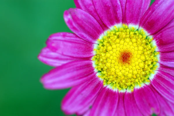 Flower — Stock Photo, Image